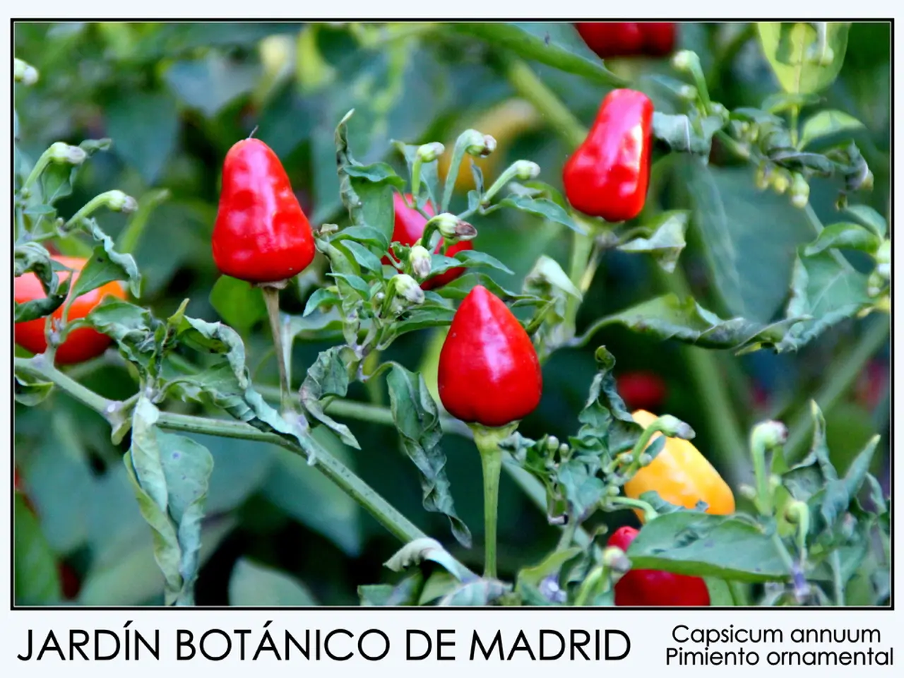 Fungicide Market Forecast: Anticipated to Reach USD 35.0 Billion by 2034 at a Compound Annual...