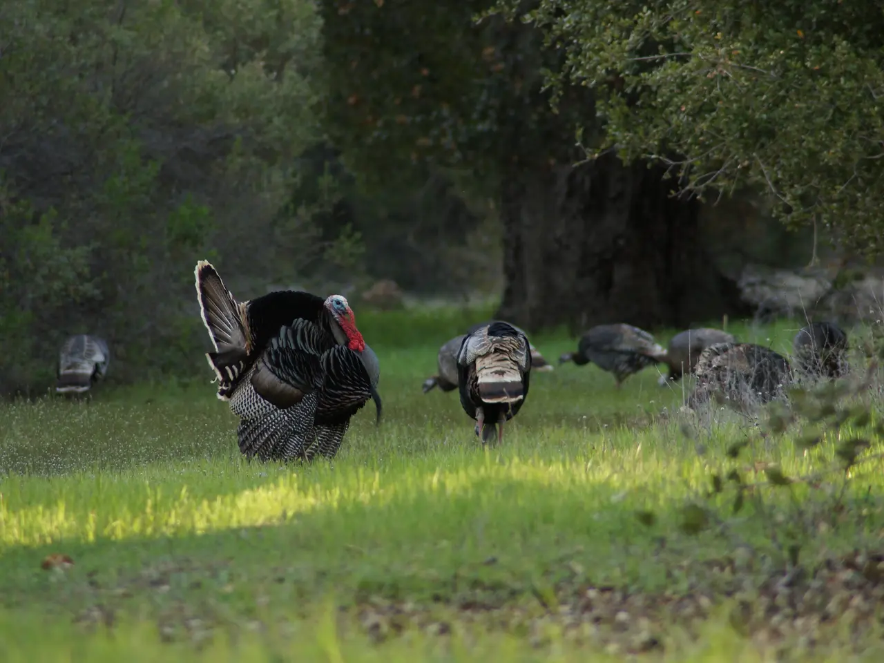 In this picture we can see many turkey standing on the grass surrounded by trees.
