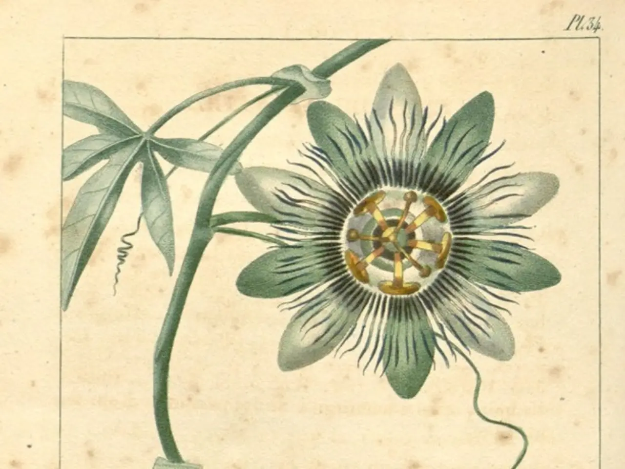 In the image we can see a paper, on it there is a diagram of a flower, fruit, leaves and a stem....