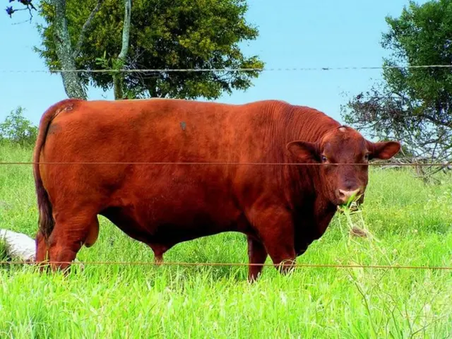 Dogecoin's price is maintained by crucial support, with enthusiasts aiming for a potential increase...