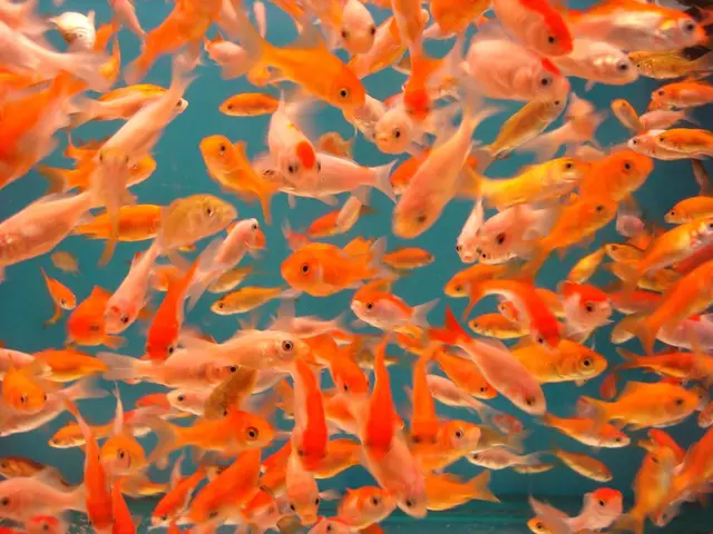 Fishing industry yields higher outputs in Nizhny Novgorod region