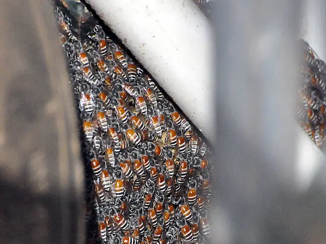 Rural Entrepreneurial Achievement: Transforming Jobless Youth into a Millionaire "Honeypreneur" -...