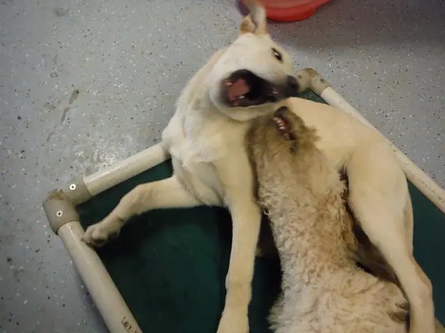 Dogecoin Valuation Outlook: Experts Argue no Obstacles Prevent Dogecoin Reaching $2 by Year's End