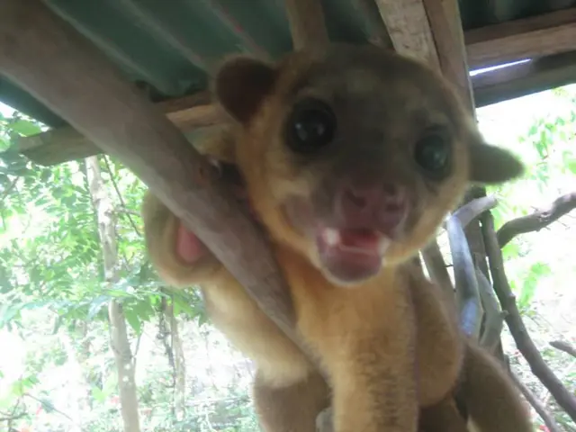 Increased pet abandonment signals a troubling economic trend