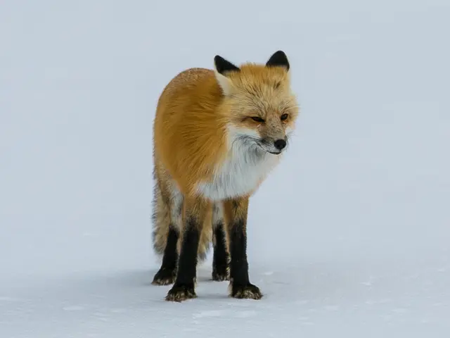 Companies Owned by 20th Century Fox: An Overview of Their Subsidiaries