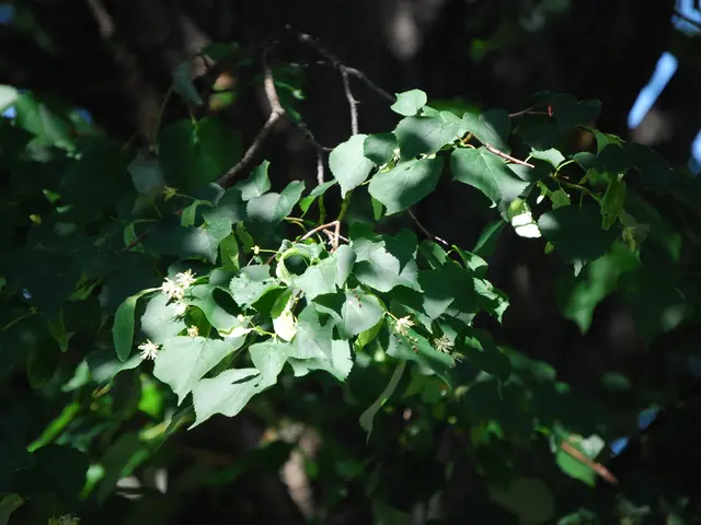 Hanover's Quirin Privatbank is relocating to the House of Basse