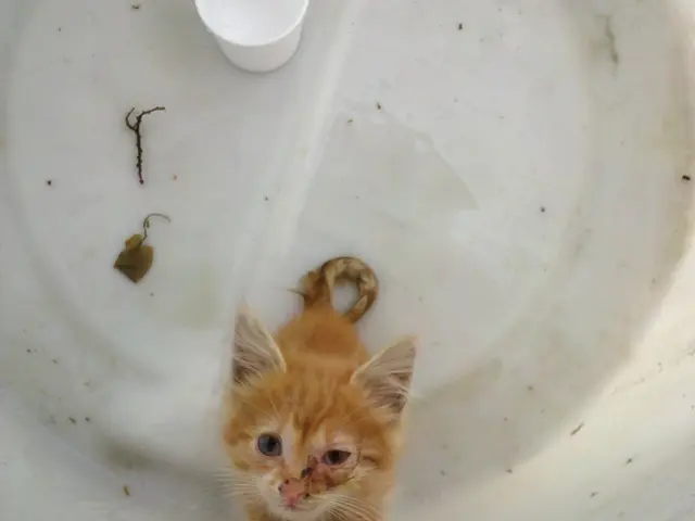 Adjusting Boiler Flow Temperature for Energy Cost Reduction in Heating Bills