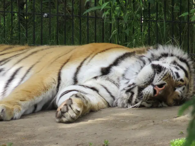 Protesters Delighted as Mining Corporation Indicates Departure from Ash Meadows Region