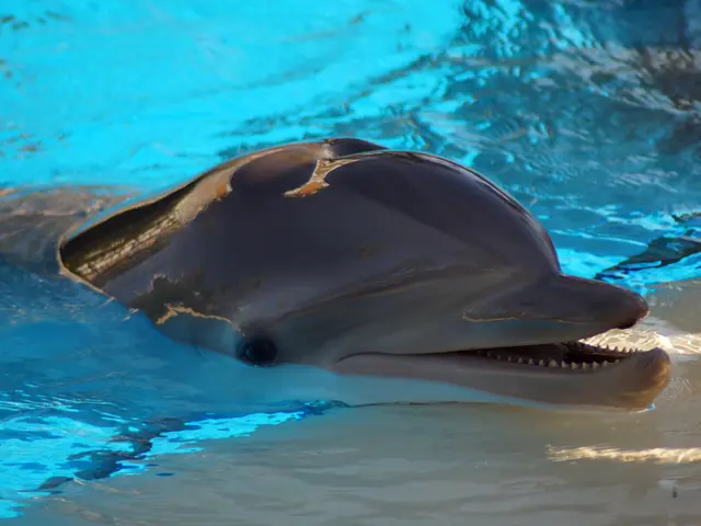 Troublemakers endangering dolphin groups face potential incarceration