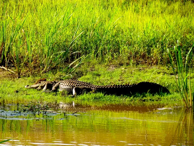 International Governments Agree on an Annual $200 Billion Commitment for Biodiversity – COP16 2.0