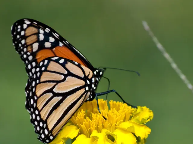 Exploring the Complexity of 401(k) Loans: Is There Ever a Valid Justification?