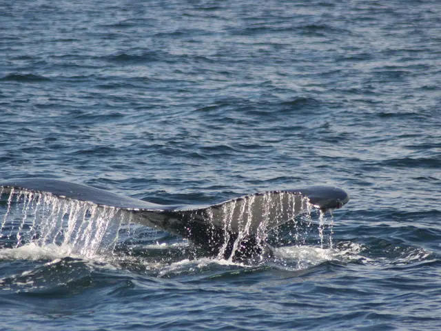 Ripple's whale transaction could potentially instigate XRP's forthcoming price escalation.