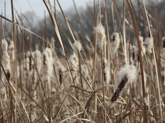 Improved weather conditions lead to a drop in cotton production on Tuesday.