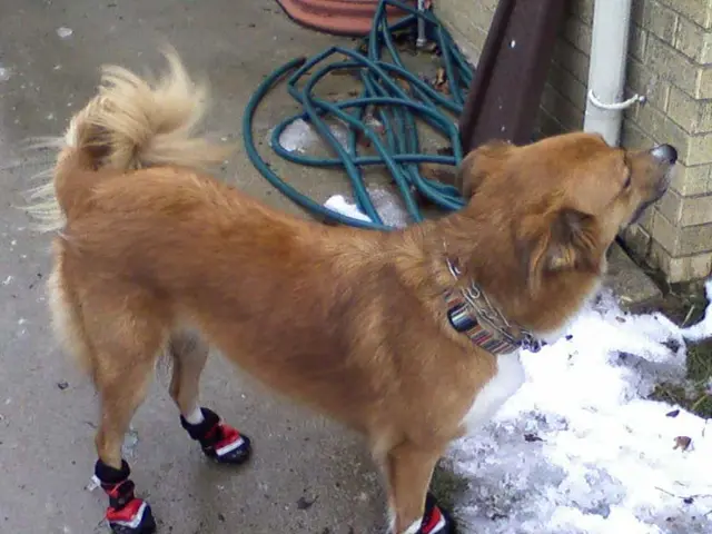 Symmetrical triangle pattern on Dogwifhat signals potential price fall to $5