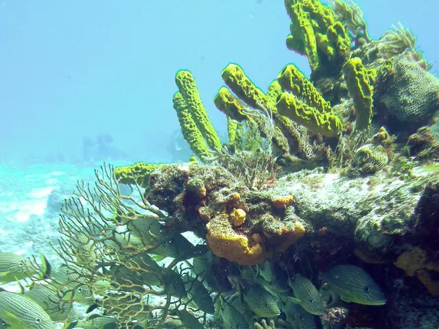 Billionaire Wendy Schmidt Increases Funding for Climate Science Research During Trump's Presidency