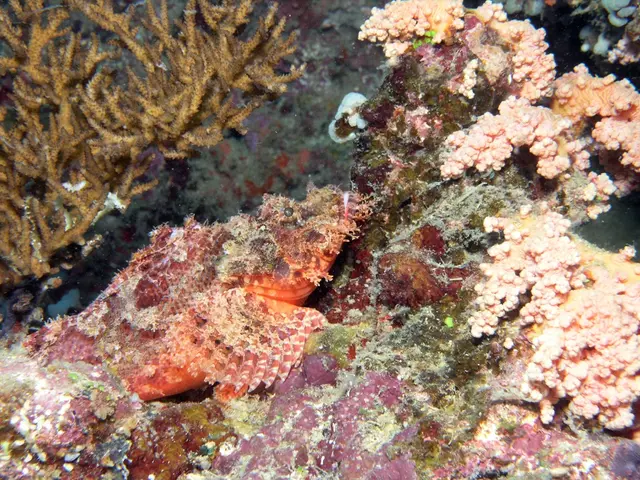 Seaweed's Role in Mitigating Climate Crisis