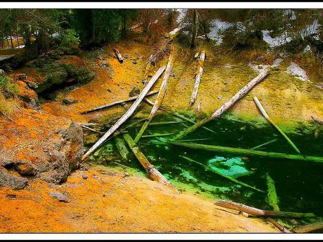 Nest affirms appointment of manager for inaugural timberland endeavor