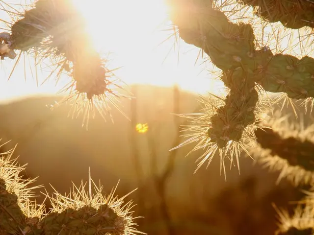 In this image, we can see cactus plants and at the top, we can see sunlight.