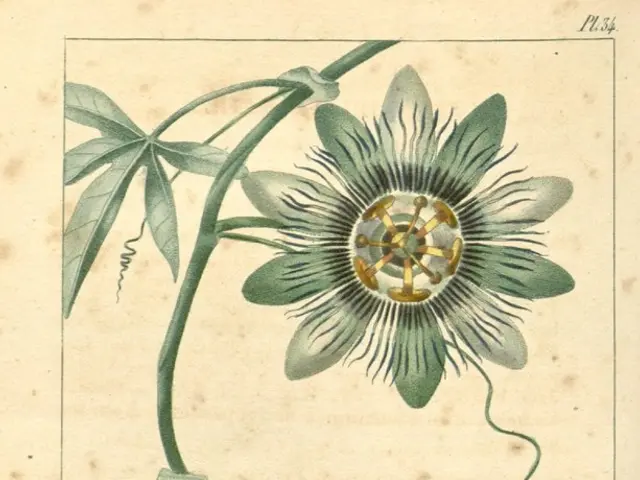 In the image we can see a paper, on it there is a diagram of a flower, fruit, leaves and a stem....