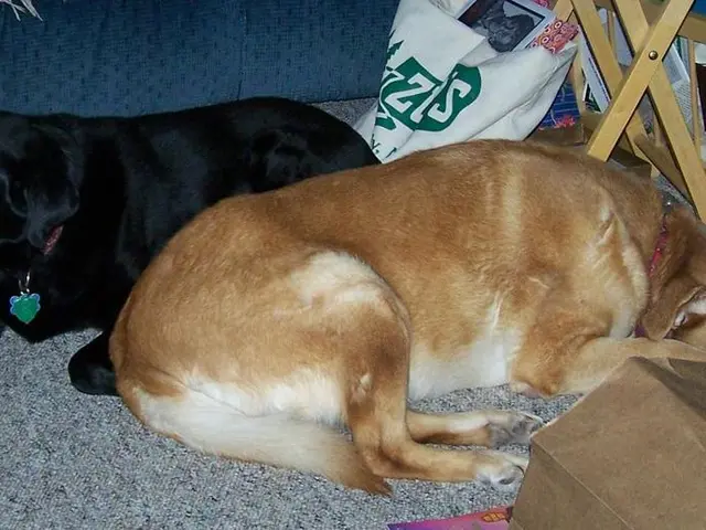 In this image we can see dogs lying on the blanket. In the background there are polythene bags and...