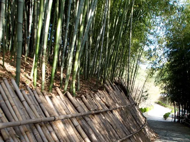 This picture is clicked outside. On the left we can see there are many number of bamboo placed on...