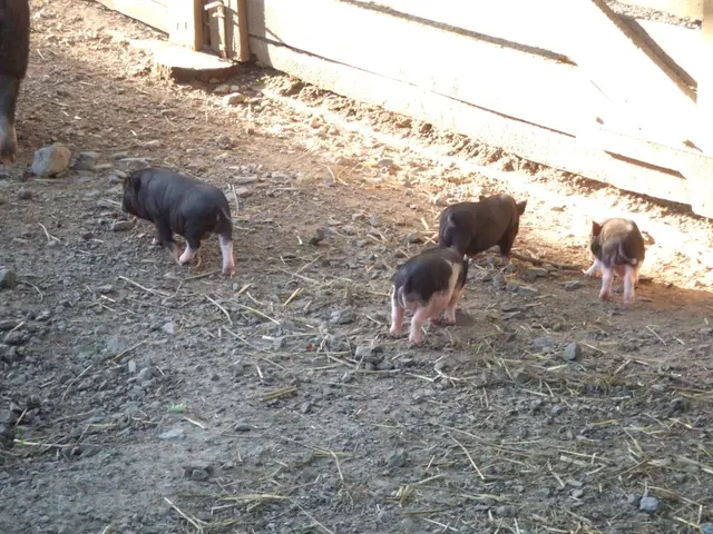 Here in this picture we can see a group of pigs present on the ground and on the right side we can...