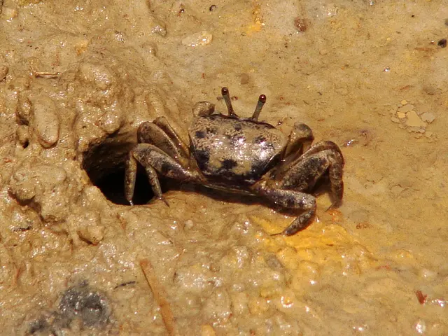 Here we can see an insect on the mud.